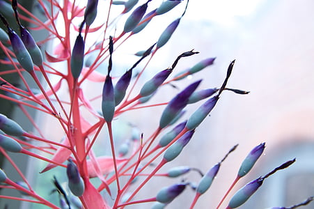 selective focus photography of purple petaled flowers thumbnail