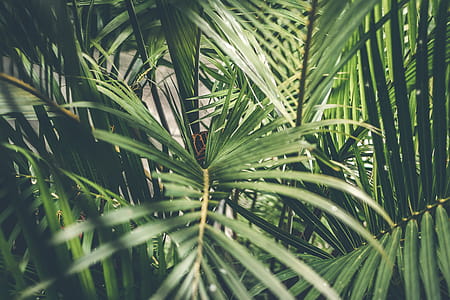 nature, plant, blur, leaves thumbnail