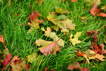 green and red maple leaves on green grass closeup photography thumbnail