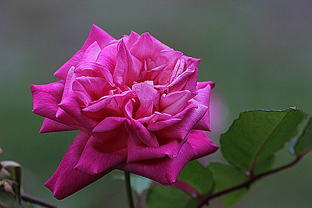 close-up photo of pink rose flower thumbnail