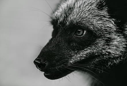 close-up photo of black and grey animal thumbnail