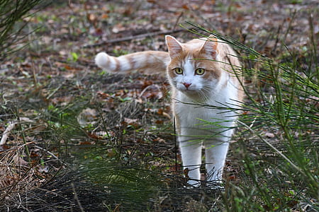 orange and white cat on grass covered ground thumbnail