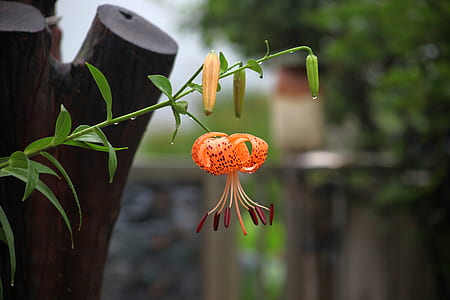 orange petaled flower in bloom thumbnail
