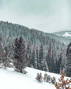 green trees with snow thumbnail
