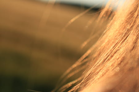 Brown Hair thumbnail
