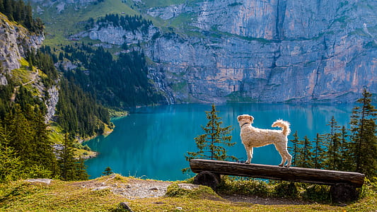 fawn dog standing on a wooden bench facing a calm lake at daytime thumbnail