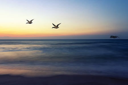 three gray birds flying above body of water at daytime thumbnail