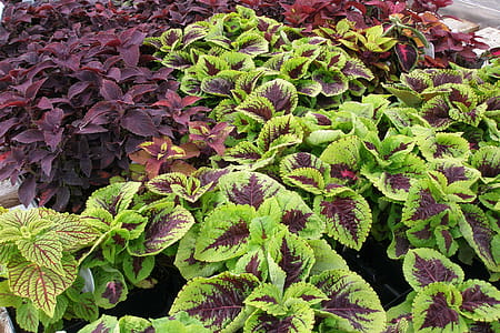 Coleus plants thumbnail