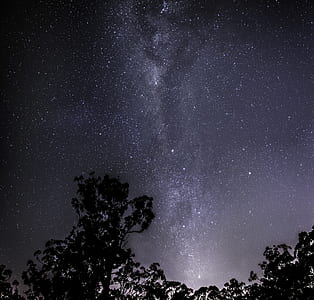 silhouette of trees under sky thumbnail