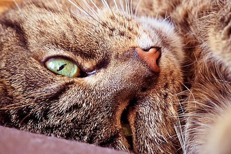 brown tabby cat thumbnail