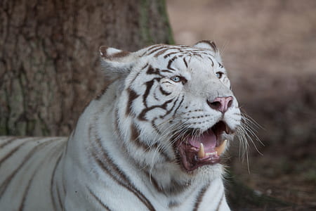 Siberian tiger near tree with opened mouth thumbnail