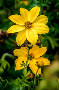 nature, flowers, plant, closeup thumbnail