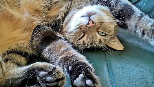 closeup photo of brown tabby cat thumbnail
