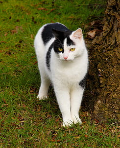 white cat beside tree trunk thumbnail