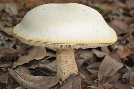 Mushroom thumbnail