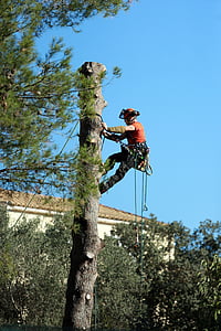 person climbing on tree during daytime thumbnail