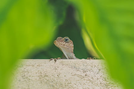 brown gecko thumbnail