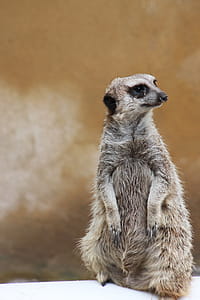 Standing Gray Meerkat Close Up Photo thumbnail