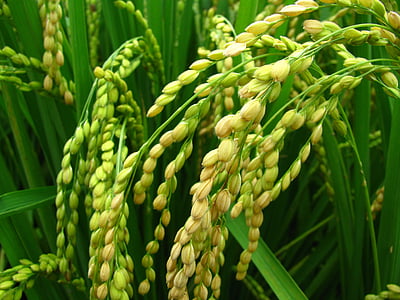 yellow grains thumbnail