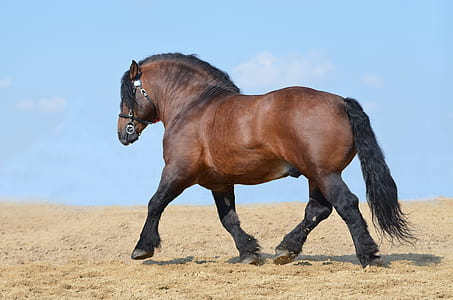 brown horse walking on sand thumbnail