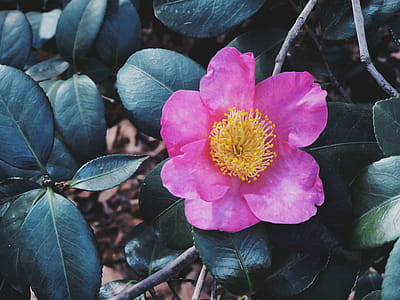 Close-up Photo of Pink Petaled Flower thumbnail