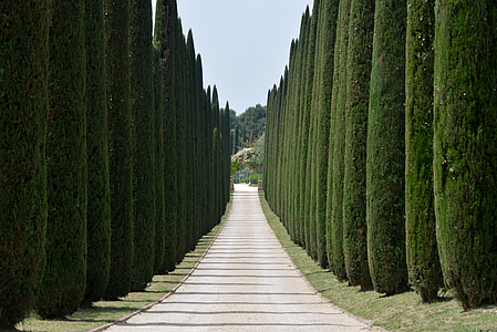 topiaries on the side of empty dirt road at datyime thumbnail