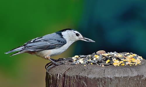 focal focus photography of gray and b lack long-beak bird perching on brown wood thumbnail