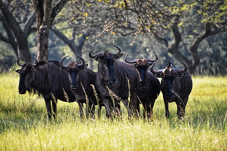 Photography of Group of Black Ox thumbnail