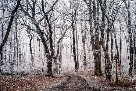 dried leaves on ground and pathway during snowy daytime thumbnail