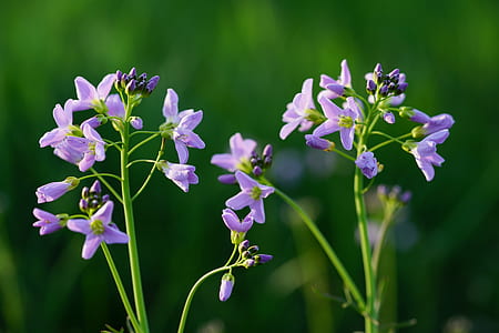 purple petaled flower in selective focus photography thumbnail