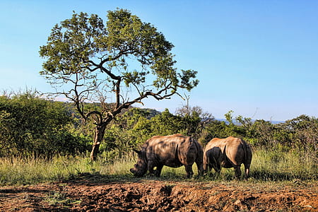 two black rhinoceros eating grass beside tree during daytime thumbnail