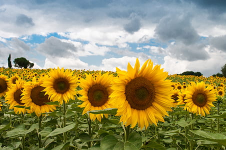 nature, field, summer, quantity thumbnail