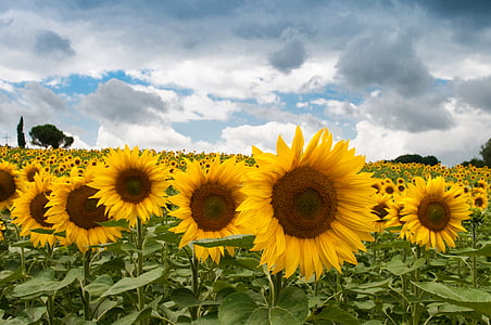 photo of bed of sunflower flowers thumbnail