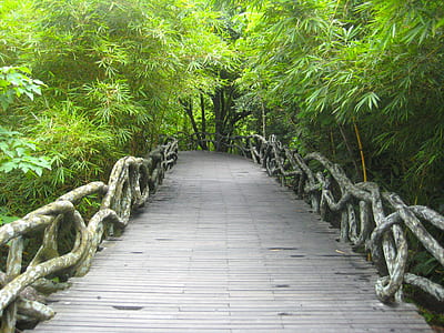 gray dock between green trees thumbnail