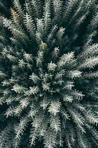 aerial photography of green leaf thumbnail