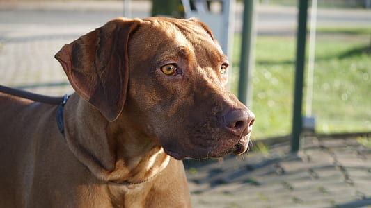 short-coated brown dog thumbnail
