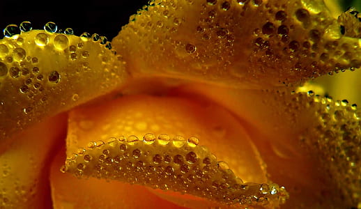 shallow focus photography of yellow flower petal with water droplets thumbnail