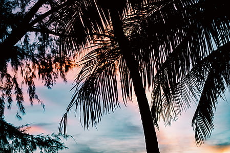 silhouette photo of coconut trees thumbnail