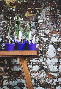 blue potted white petaled flower lot thumbnail