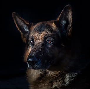 adult German shepherd thumbnail