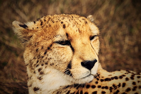 cheetah thumbnail