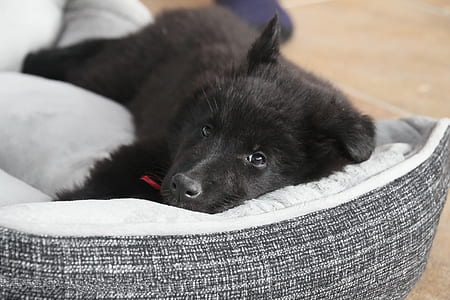 short-coated black puppy lying on pet bed thumbnail