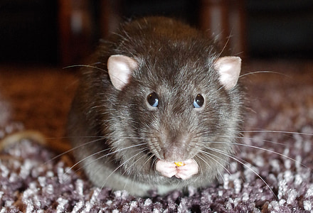 close-up photography of black mouse standing on gray surface thumbnail