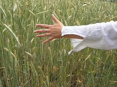 person touching wheat leaf thumbnail