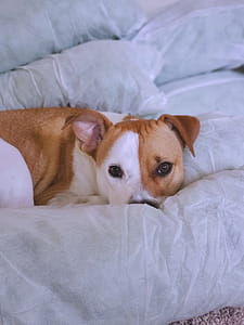 Photo of Large Short-coated Tan and White Dog Lying on White Surface thumbnail