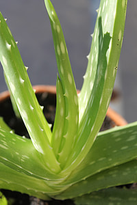 close-up photography of aloe vera potted plant thumbnail