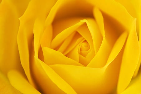 yellow flower thumbnail