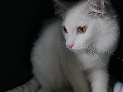 white cat thumbnail