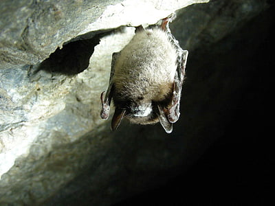 brown bat sleeping in cave thumbnail