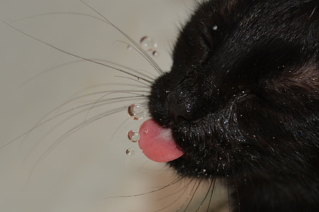short-haired black cat thumbnail